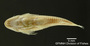 Aspidoras maculosus FMNH 54810 holo v